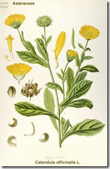 calendula_picture
