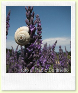 foto di Paolo Bertinetto