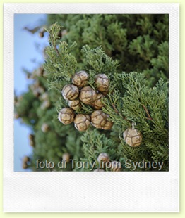 foto di Tony from Sydney