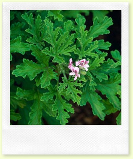 pelargonium graveolens pelargonium graveolens