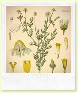anthemis nobilis