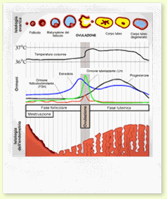 ciclo mestruale scarso, amenorrea