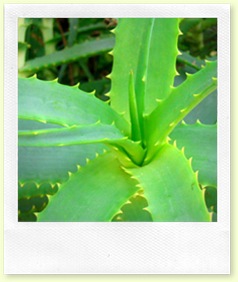 aloevera