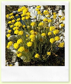 elicriso [Helichrysum italicum]