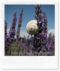 otite dei bambini e aromaterapia