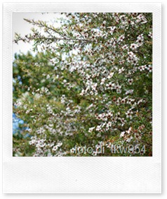 manuka manuka