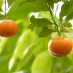 Oli davvero essenziali: mandarino